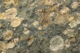 Pennsylvanian Fossil Brachiopod Plate - Kentucky #224730-1